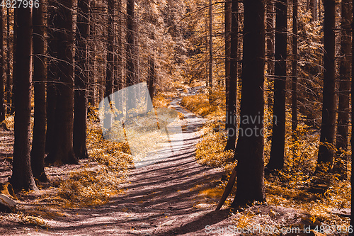 Image of mystic forest path, abstract color