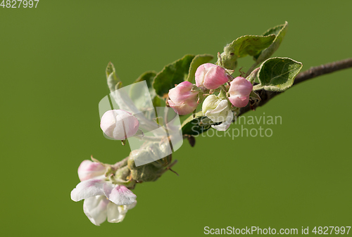 Image of blooming flowering apple in spring