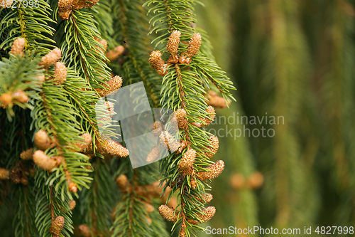 Image of with small cone in spring