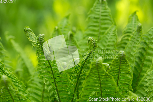 Image of Young green twisted fern leaves