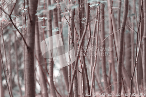 Image of tall thin trees growing in the forest