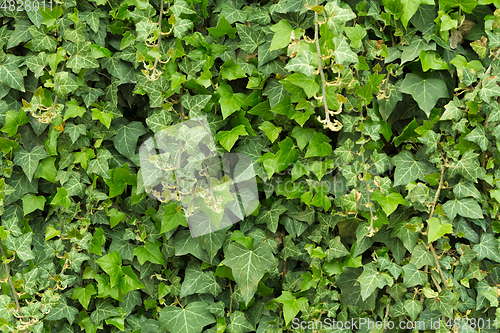 Image of green leaf texture for background use