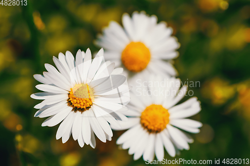 Image of small spring daisy flower