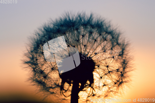 Image of close up of Dandelion abstract color in sunset