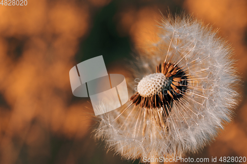 Image of Dandelion flower in spring