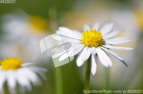 Image of small spring daisy flower