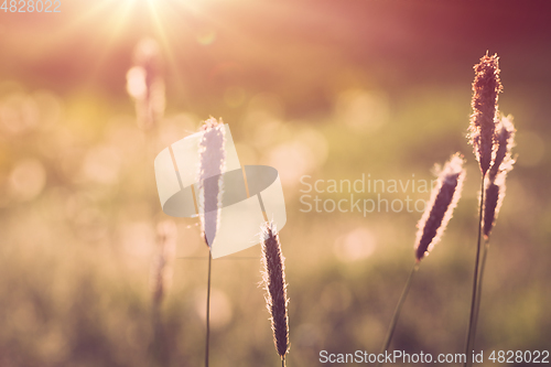 Image of spring background with grass on meadow