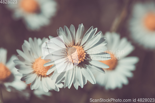 Image of small spring daisy flower