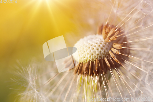 Image of Dandelion flower in spring