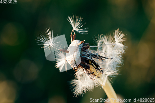 Image of Dandelion flower in spring