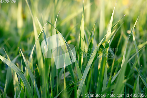 Image of spring background with grass on meadow