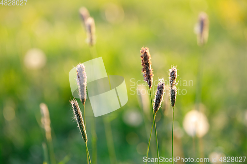 Image of spring background with grass on meadow