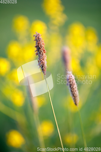 Image of spring background with grass on meadow