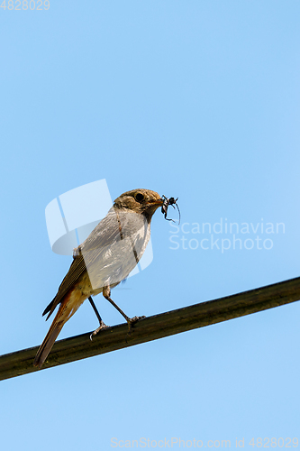 Image of bird Black redstart with insect in beak