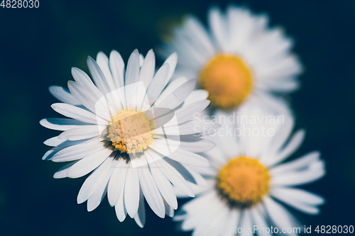 Image of small spring daisy flower