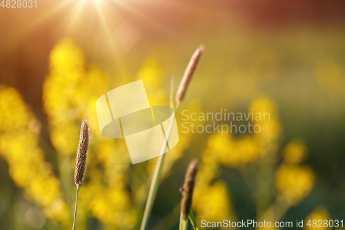 Image of spring background with grass on meadow