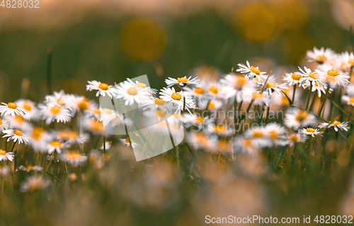 Image of small spring daisy flower