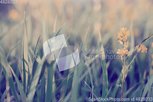 Image of spring background with grass on meadow