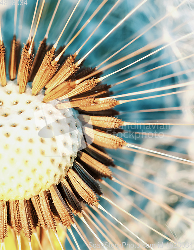 Image of Dandelion flower in spring