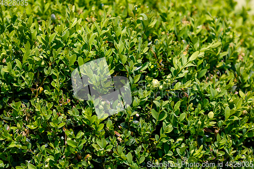 Image of green leaf texture for background use