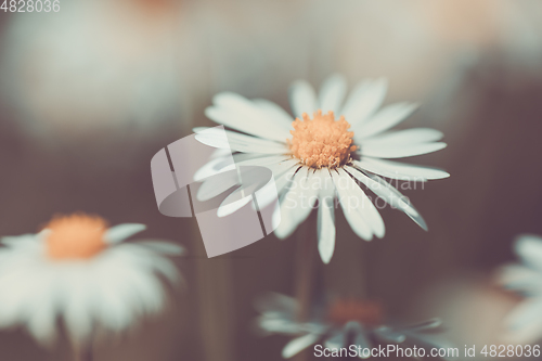 Image of small spring daisy flower