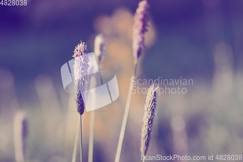 Image of spring background with grass on meadow