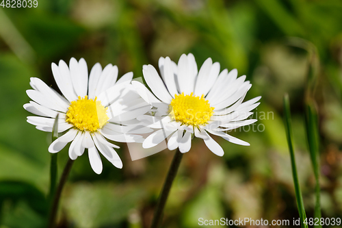 Image of small spring daisy flower