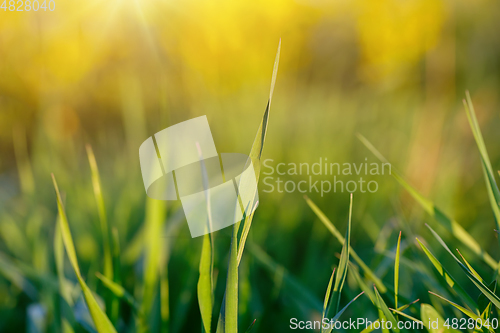 Image of spring background with grass on meadow