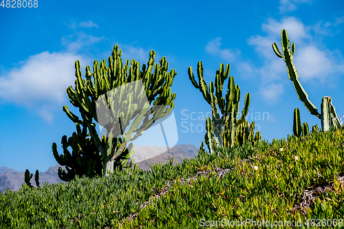 Image of beautiful cactus plants over blue sky background