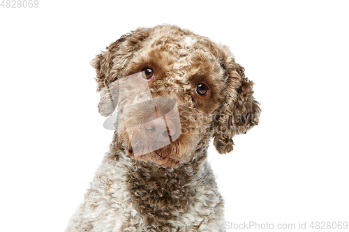 Image of beautiful lagotto romagnolo dog on white background