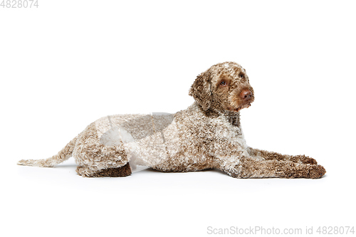 Image of beautiful lagotto romagnolo dog on white background