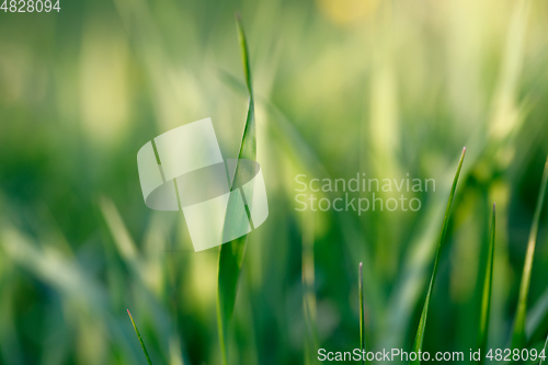 Image of spring background with grass on meadow