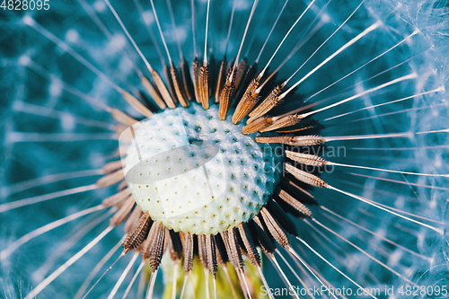 Image of Dandelion flower in spring