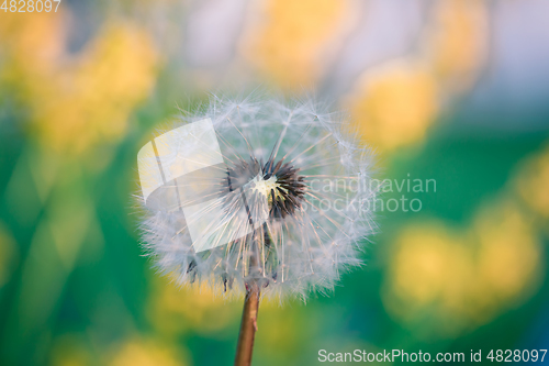 Image of Dandelion flower in spring
