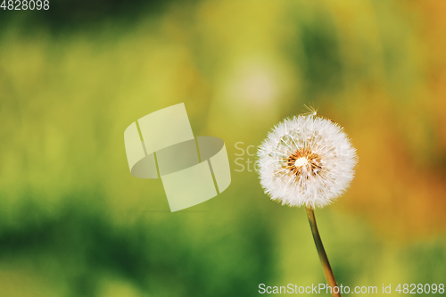 Image of Dandelion flower in spring