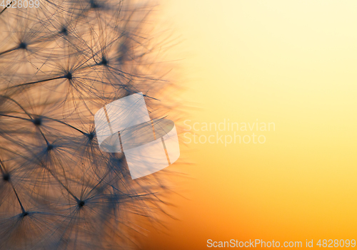 Image of close up of Dandelion abstract color in sunset