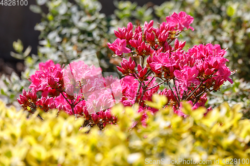 Image of Pink, red azaleas blooms in spring