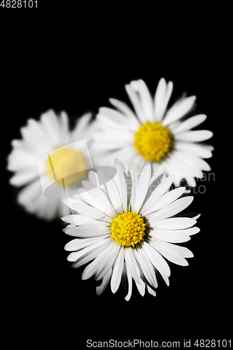 Image of small spring daisy flower