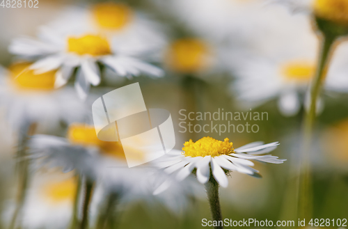 Image of small spring daisy flower