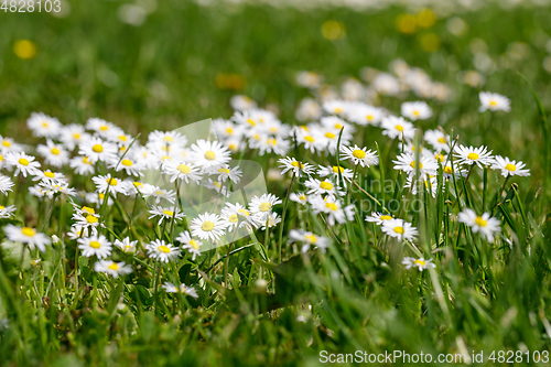 Image of small spring daisy flower