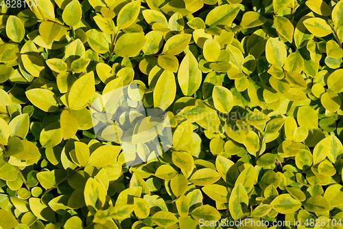 Image of green leaf texture for background use