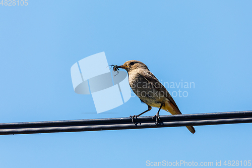 Image of bird Black redstart with insect in beak
