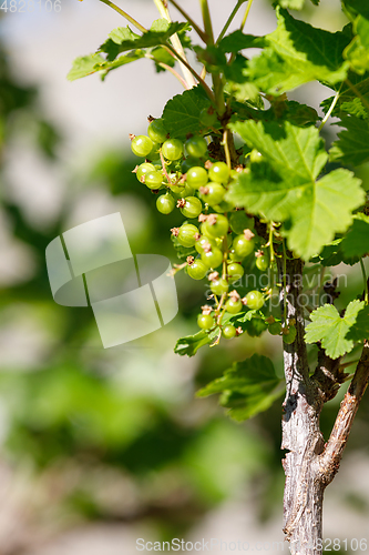 Image of green unripe currants