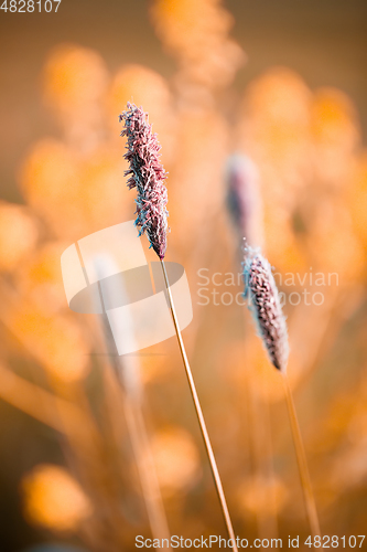 Image of spring background with grass on meadow