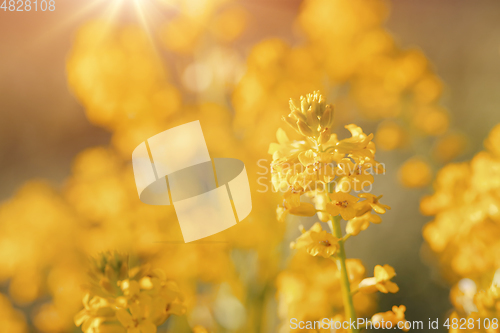 Image of Close up of Rape flower field