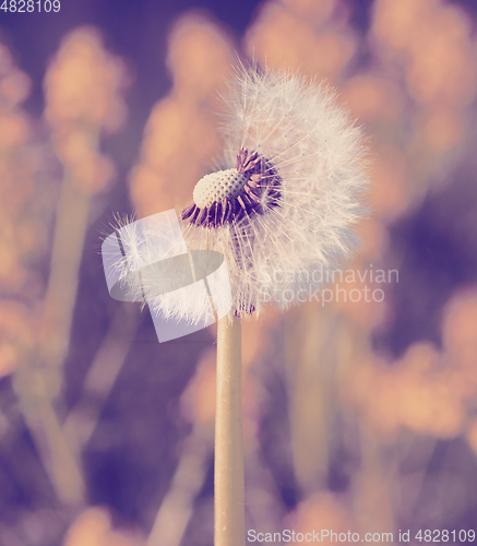 Image of Dandelion flower in spring