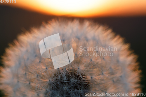 Image of close up of Dandelion abstract color in sunset