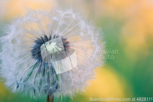 Image of Dandelion flower in spring