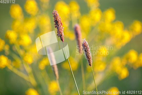 Image of spring background with grass on meadow