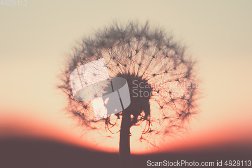 Image of close up of Dandelion abstract color in sunset